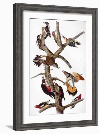 Audubon: Woodpeckers-John James Audubon-Framed Giclee Print