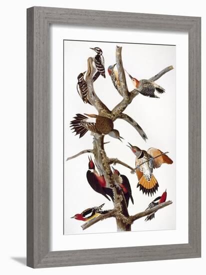 Audubon: Woodpeckers-John James Audubon-Framed Giclee Print