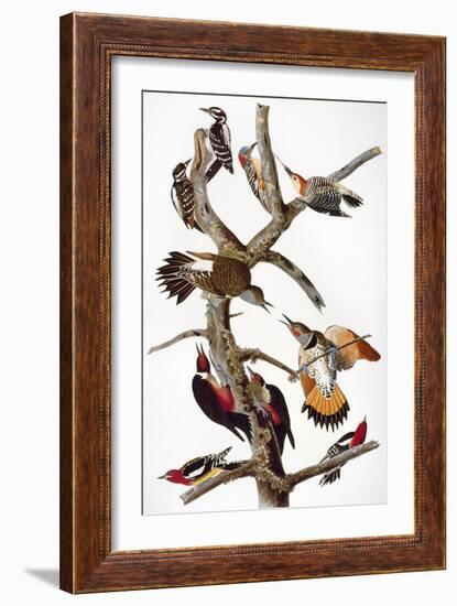 Audubon: Woodpeckers-John James Audubon-Framed Giclee Print