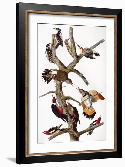 Audubon: Woodpeckers-John James Audubon-Framed Giclee Print