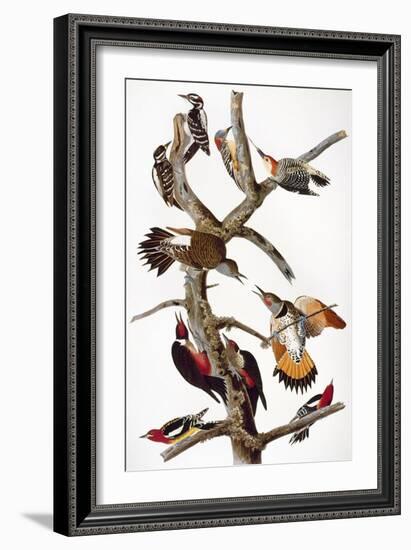 Audubon: Woodpeckers-John James Audubon-Framed Giclee Print