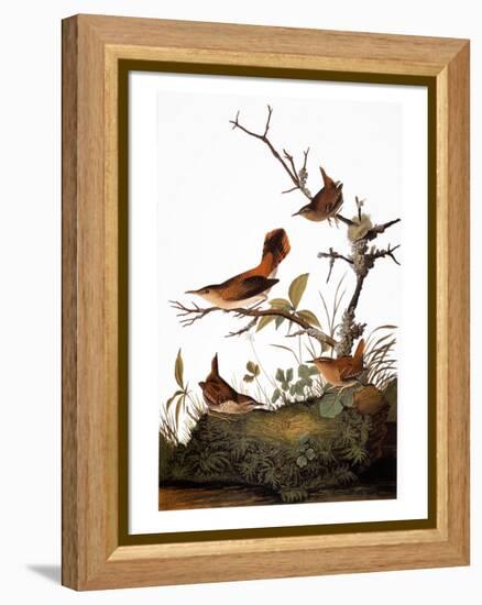 Audubon: Wren-John James Audubon-Framed Premier Image Canvas