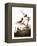 Audubon: Wren-John James Audubon-Framed Premier Image Canvas