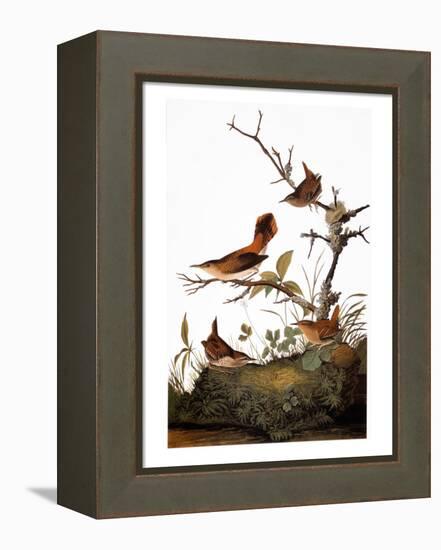 Audubon: Wren-John James Audubon-Framed Premier Image Canvas