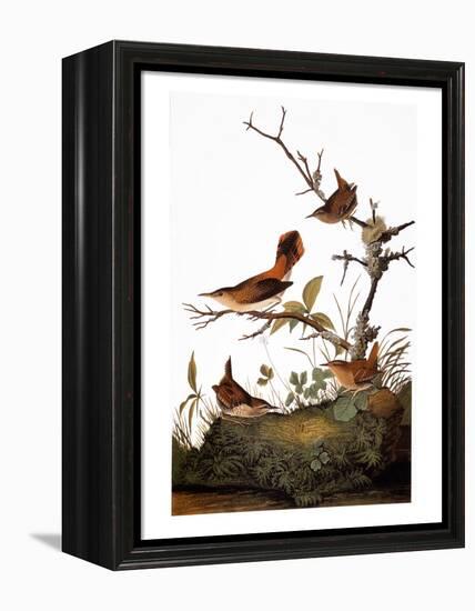 Audubon: Wren-John James Audubon-Framed Premier Image Canvas