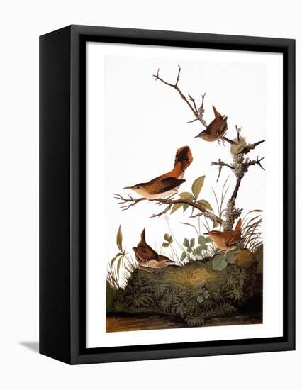 Audubon: Wren-John James Audubon-Framed Premier Image Canvas