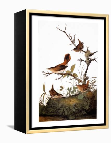 Audubon: Wren-John James Audubon-Framed Premier Image Canvas