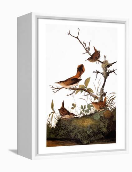 Audubon: Wren-John James Audubon-Framed Premier Image Canvas