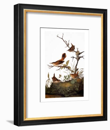 Audubon: Wren-John James Audubon-Framed Premium Giclee Print