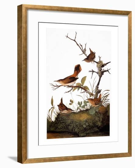Audubon: Wren-John James Audubon-Framed Premium Giclee Print