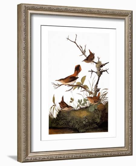 Audubon: Wren-John James Audubon-Framed Giclee Print