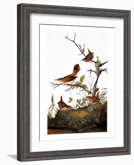 Audubon: Wren-John James Audubon-Framed Giclee Print