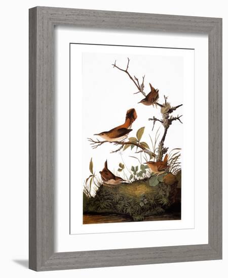 Audubon: Wren-John James Audubon-Framed Giclee Print