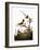 Audubon: Wren-John James Audubon-Framed Giclee Print