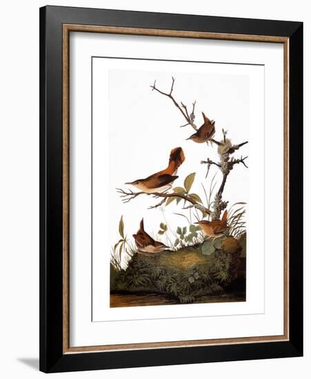 Audubon: Wren-John James Audubon-Framed Giclee Print