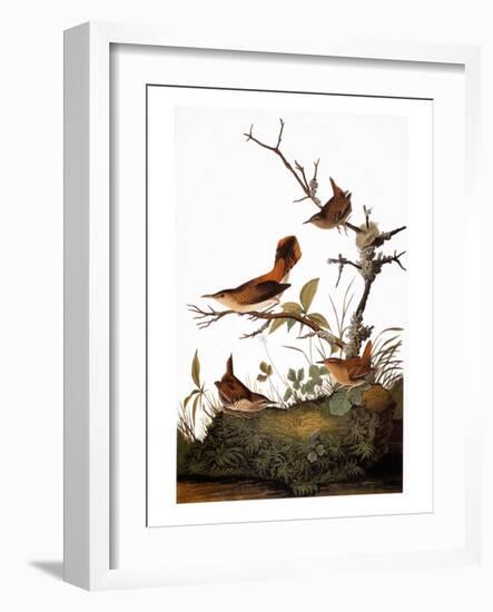 Audubon: Wren-John James Audubon-Framed Giclee Print