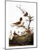 Audubon: Wren-John James Audubon-Mounted Giclee Print