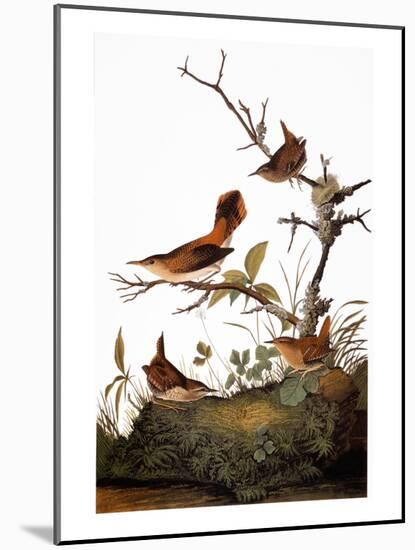 Audubon: Wren-John James Audubon-Mounted Giclee Print