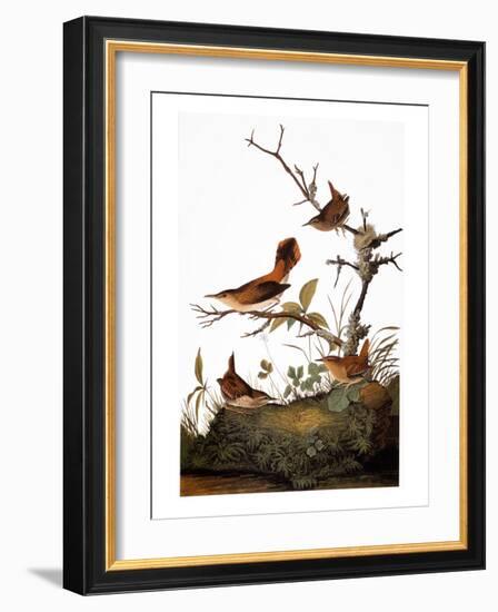 Audubon: Wren-John James Audubon-Framed Giclee Print