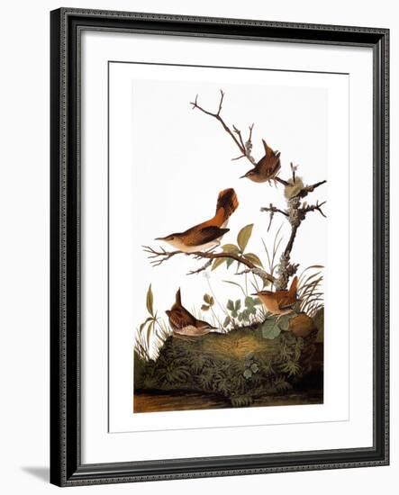 Audubon: Wren-John James Audubon-Framed Giclee Print