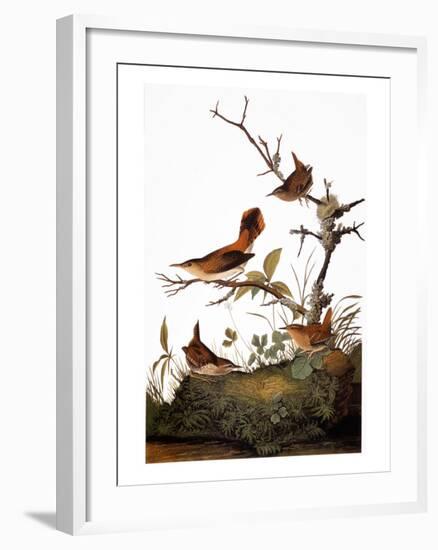 Audubon: Wren-John James Audubon-Framed Giclee Print