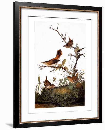 Audubon: Wren-John James Audubon-Framed Giclee Print