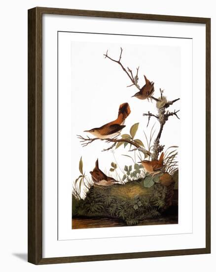 Audubon: Wren-John James Audubon-Framed Giclee Print