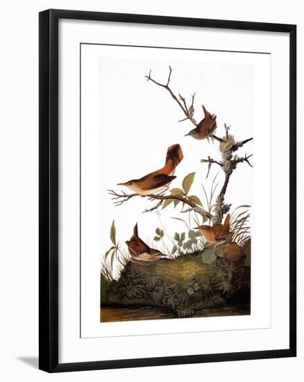 Audubon: Wren-John James Audubon-Framed Giclee Print