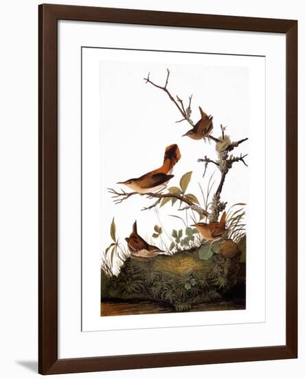 Audubon: Wren-John James Audubon-Framed Giclee Print