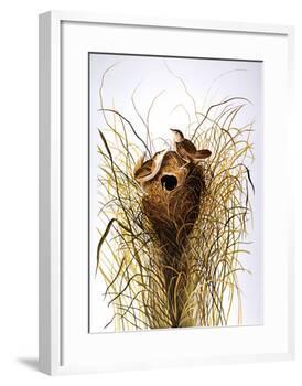 Audubon: Wren-John James Audubon-Framed Giclee Print