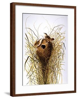 Audubon: Wren-John James Audubon-Framed Giclee Print