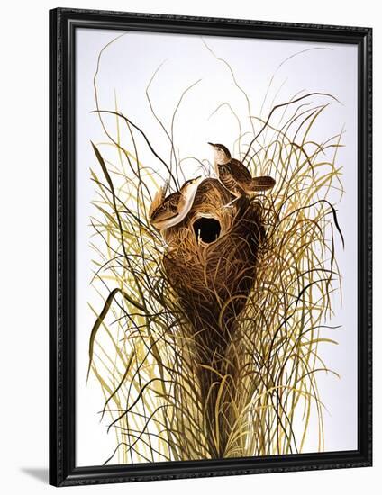 Audubon: Wren-John James Audubon-Framed Giclee Print