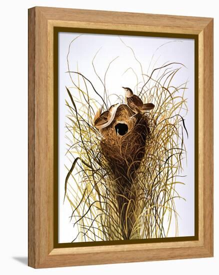 Audubon: Wren-John James Audubon-Framed Premier Image Canvas