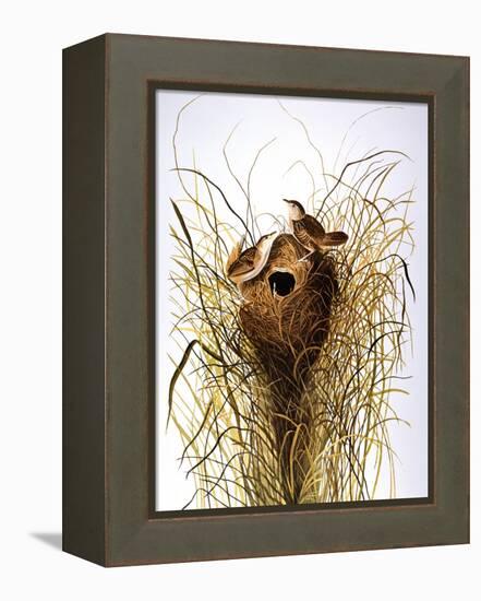 Audubon: Wren-John James Audubon-Framed Premier Image Canvas