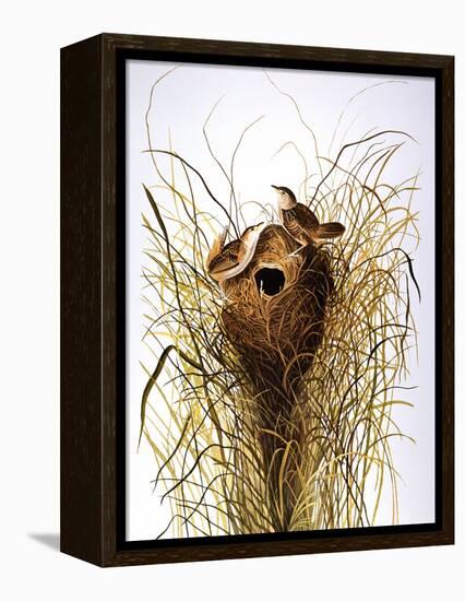 Audubon: Wren-John James Audubon-Framed Premier Image Canvas