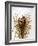 Audubon: Wren-John James Audubon-Framed Giclee Print