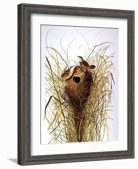 Audubon: Wren-John James Audubon-Framed Giclee Print