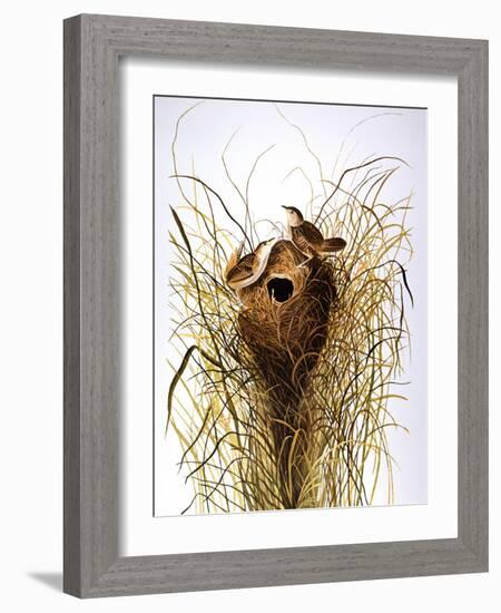 Audubon: Wren-John James Audubon-Framed Giclee Print