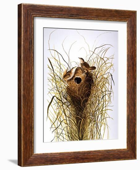 Audubon: Wren-John James Audubon-Framed Giclee Print