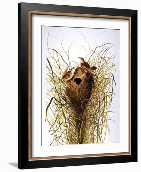 Audubon: Wren-John James Audubon-Framed Giclee Print