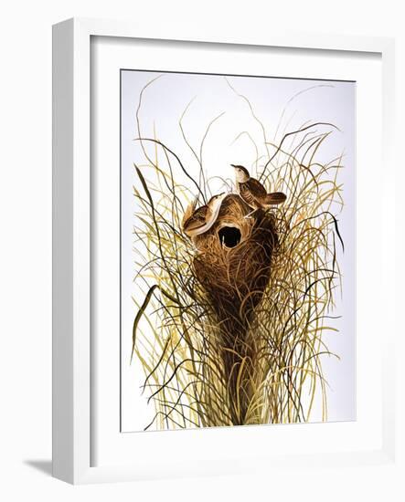 Audubon: Wren-John James Audubon-Framed Giclee Print