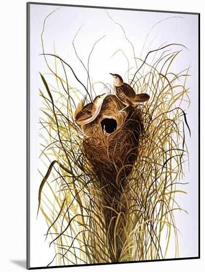 Audubon: Wren-John James Audubon-Mounted Giclee Print