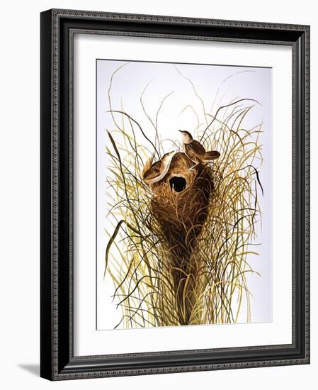 Audubon: Wren-John James Audubon-Framed Giclee Print