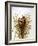 Audubon: Wren-John James Audubon-Framed Giclee Print