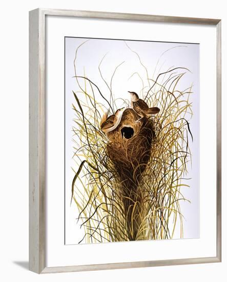 Audubon: Wren-John James Audubon-Framed Premium Giclee Print