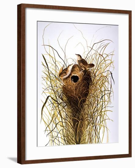 Audubon: Wren-John James Audubon-Framed Premium Giclee Print