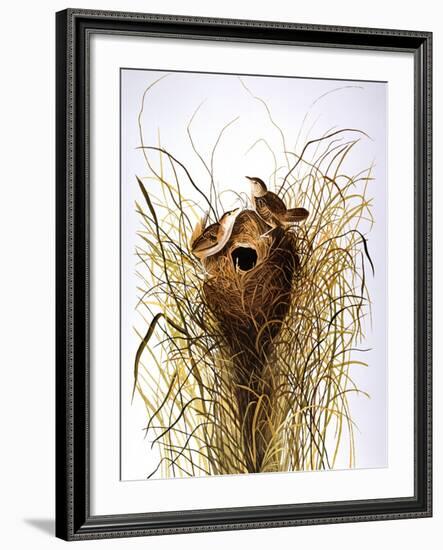 Audubon: Wren-John James Audubon-Framed Giclee Print