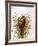 Audubon: Wren-John James Audubon-Framed Giclee Print