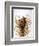 Audubon: Wren-John James Audubon-Framed Giclee Print