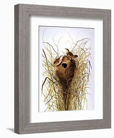 Audubon: Wren-John James Audubon-Framed Giclee Print